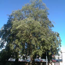 Nettle Tree